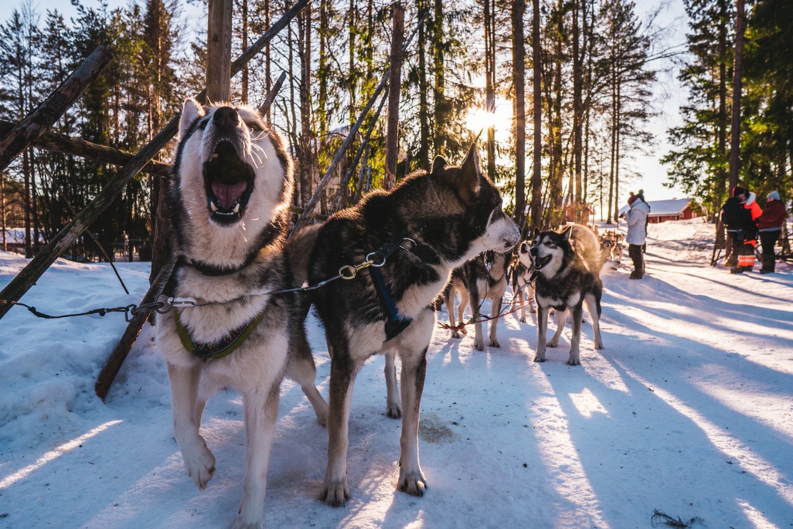 husky safari