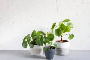 Hippe kamerplanten: Pilea