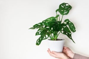 Hippe kamerplanten: Monstera