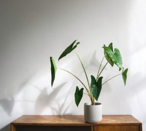 Hippe kamerplanten: Alocasia Zebrina