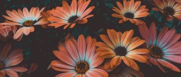 bloemen