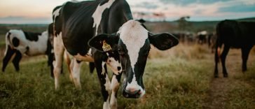 Welke nieuwe technologieën helpen melkveehouders om mastitis te voorkomen