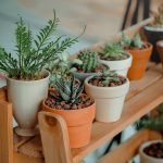 Zo kun je de groei van je planten en gewassen optimaliseren