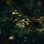 Wandelen en dineren in de natuur van Weert