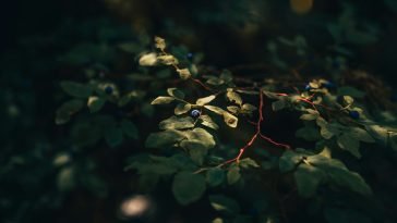 Wandelen en dineren in de natuur van Weert
