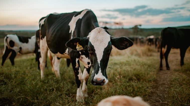 Welke nieuwe technologieën helpen melkveehouders om mastitis te voorkomen